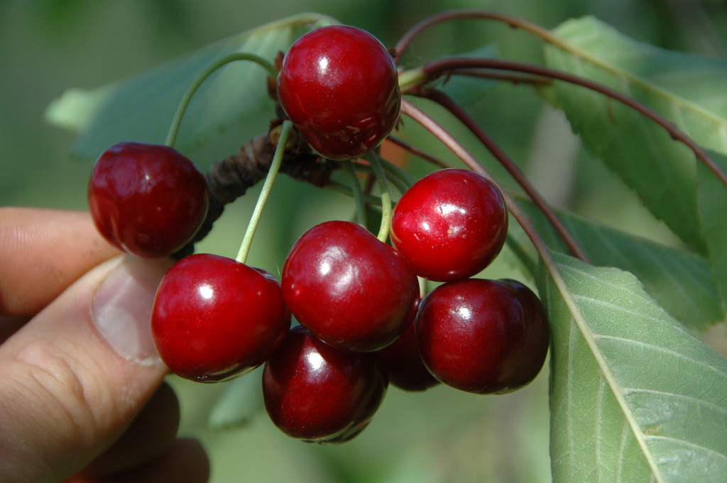 Peloa